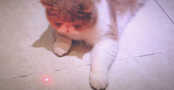 ¿Los punteros láser son malos para los gatos?